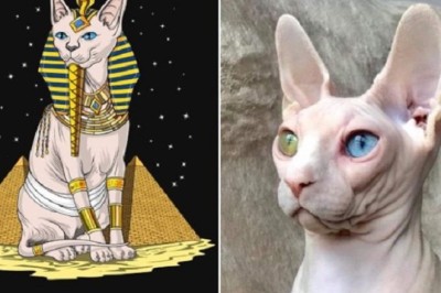 Unveiling the Mystique: The Surprising Truth Behind Sphynx Cats' Origins!