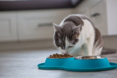 Why Your Cat is Eating More Than You Think- The Hidden Health Risks You Need to Know