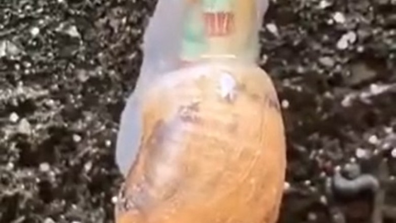 Zombie Snail: The Parasitic Worm's Creepy Takeover!