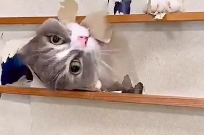 Cat vs. Wall: The Epic Showdown Ends in Pure Chaos!