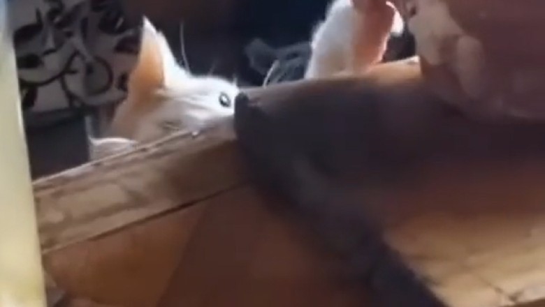 Caught in the Act: Sneaky Cat Snatches Dinner Like a Pro!