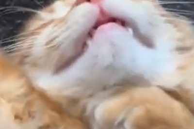 Dine or Whine: The Epic Cat Food Showdown!