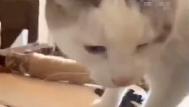 Dinner Time Drama: The Hilarious Struggles of a Fussy Feline!