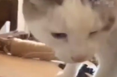 Dinner Time Drama: The Hilarious Struggles of a Fussy Feline!