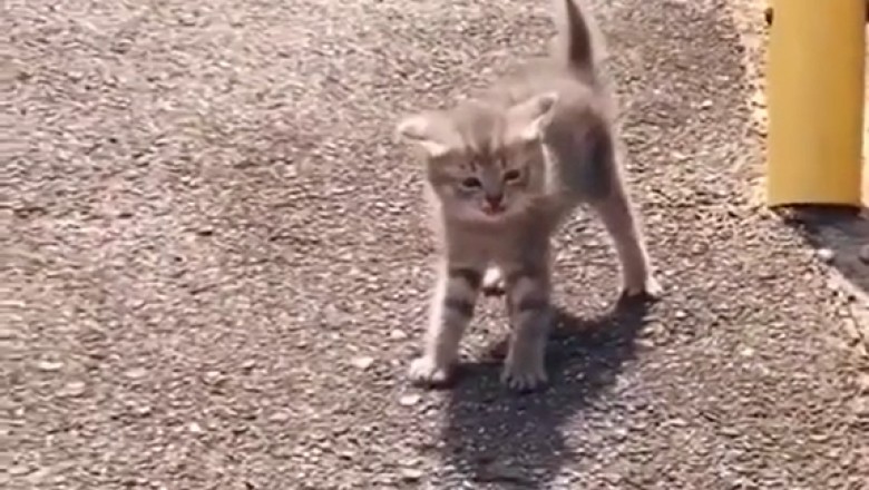 Lost and Adorable: The Hilarious Adventures of a Streetwise Kitten!