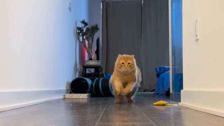 The Great Cat Olympics: Feline Sprint to Glory!
