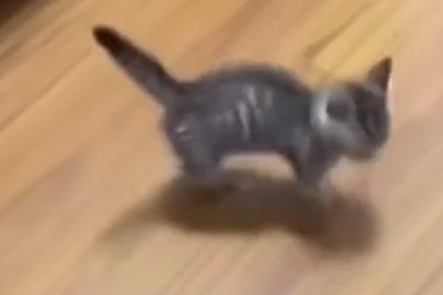 Tiny Paws, Big Moves: The Cutest Kitten Dance Party!