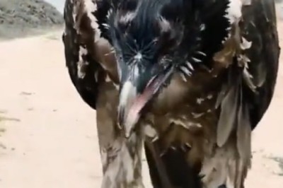 When Nature Goes Wrong: Bird vs. Goat Leg