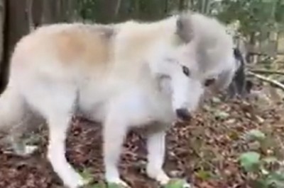 When Wolf Dogs Just Want to Be Regular Pets