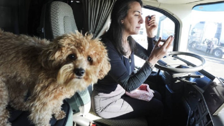 DIY Home Remedies for Your Dog’s Minor Ailments