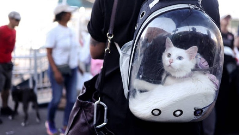 DIY Pet Toys: Fun and Safe Ideas to Entertain Your Pets