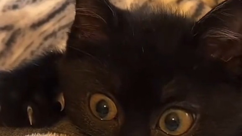 Adorable Kitten's Hilarious Antics Will Make Your Day!