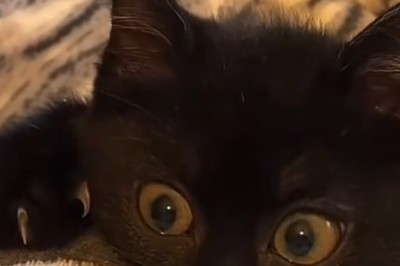 Adorable Kitten's Hilarious Antics Will Make Your Day!