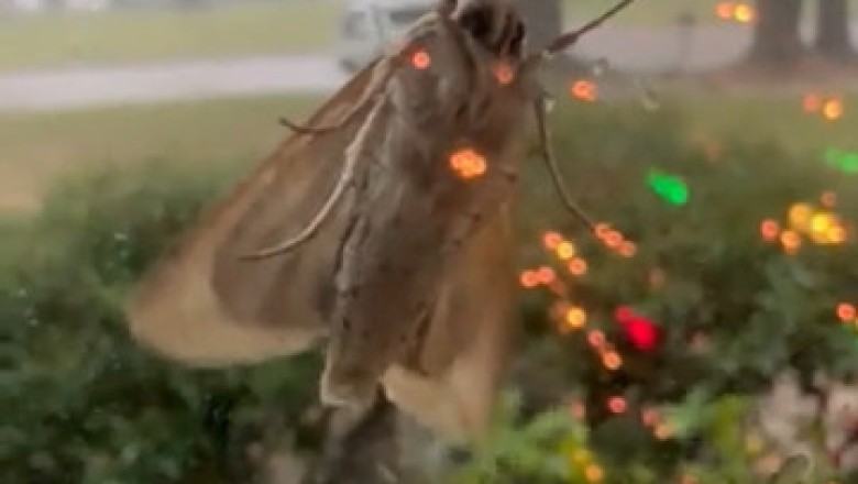 Butterfly Hiding from the Rain: Adorable and Funny!