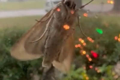 Butterfly Hiding from the Rain: Adorable and Funny!