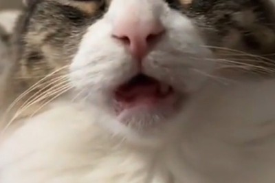 Giddy Cat's Hilarious Antics: Must-See Funny Video!