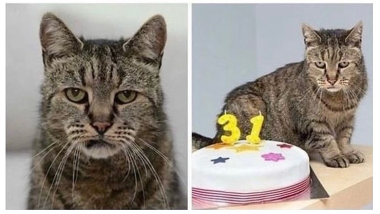 The World's Oldest Cat: A Testament to Feline Longevity at 31 Years Old