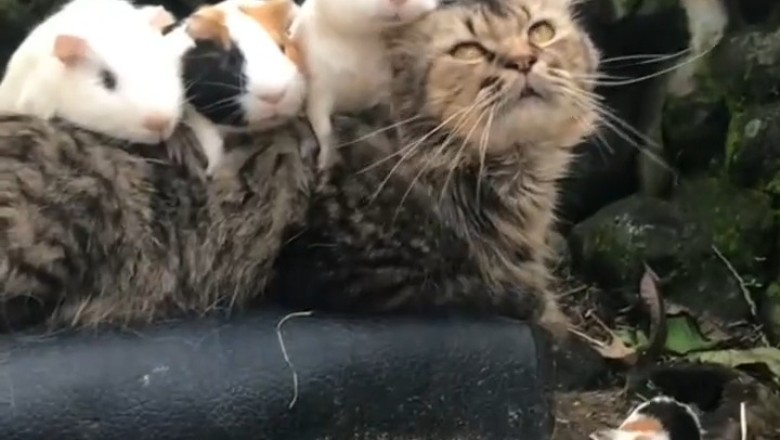 Cat vs. Mouse: The Funniest Chase You'll Ever See!
