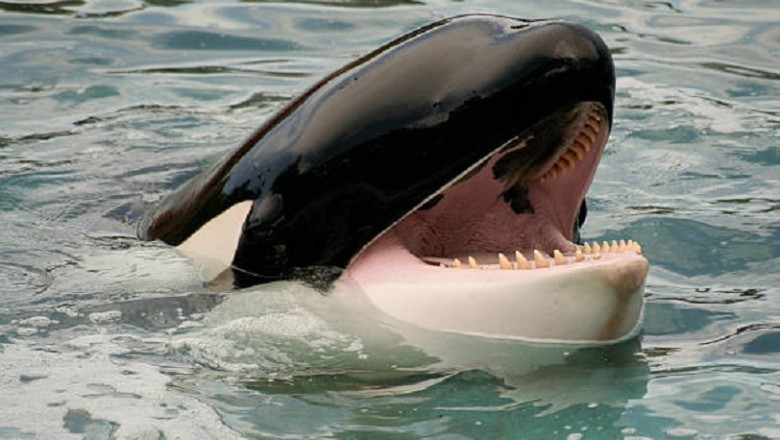 Dramatic Ocean Showdown: Killer Whales vs. Baby Whale – The Unbelievable Hero!