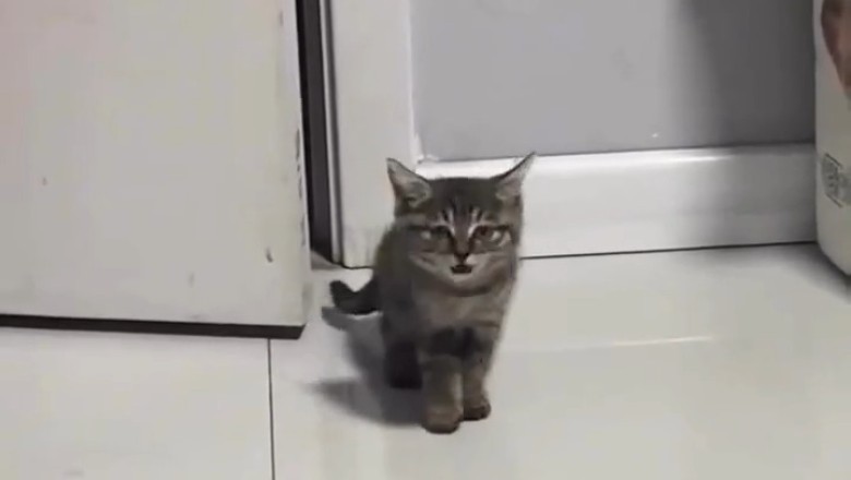 "Kitten Capers: The Cutest Comedy You'll See Today!