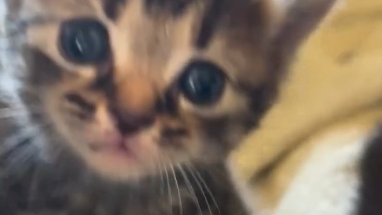 Kitten Line-up: The Funniest Feline Freeze Frame!