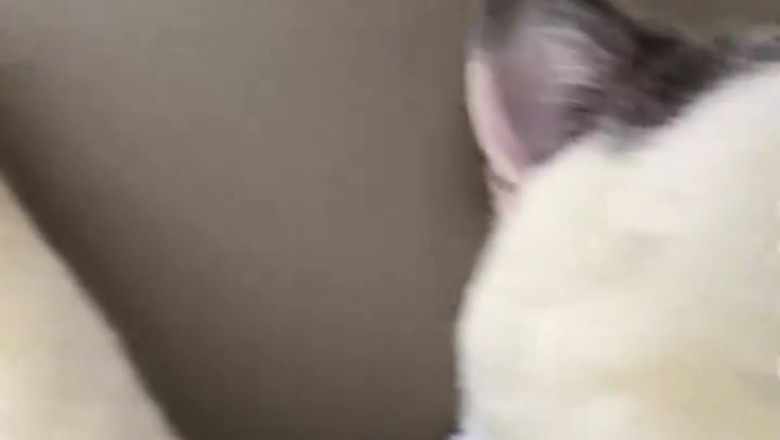 Lazy Cat Chronicles: The Funniest Lounging Moments!