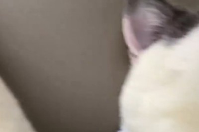 Lazy Cat Chronicles: The Funniest Lounging Moments!