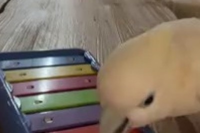 Parrot Piano Prodigy: A Feathery Symphony!