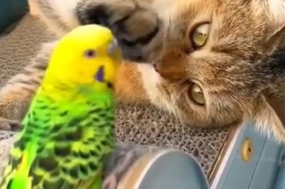 Purr-fectly Polly: The Hilarious Cat and Parrot Showdown!