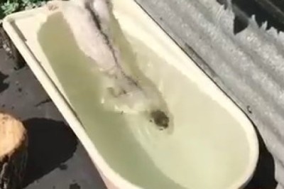 Showering Shenanigans: The Small-Clawed Otter's Hilarious Bath Time!