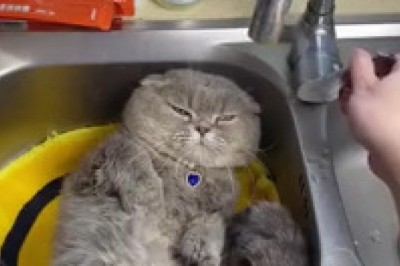 Splash Zone: Cat Takes the Ultimate Kitchen Bath!