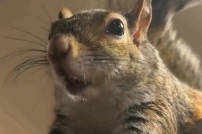 Squirrel Shenanigans: The Funniest Moment You'll See Today!