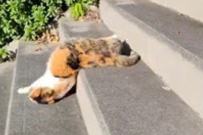 Staircase Crawler: The Hilarious Cat Adventure!