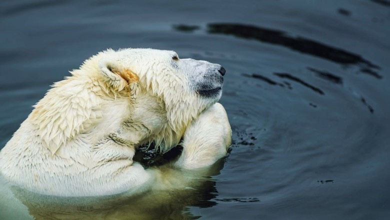 Unleashing the Fury: A Call to Arms Against Injustice, Exploitation, and the Wanton Destruction of Our Natural World