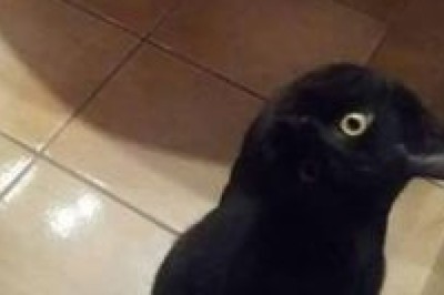 A Cat Transformed Into a Crow—You Won't Believe Your Eyes!