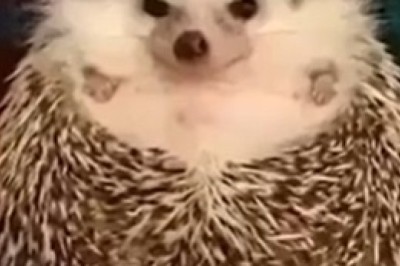 Adorable Hedgehog Sniffs Out Food: Cutest Reaction Ever!