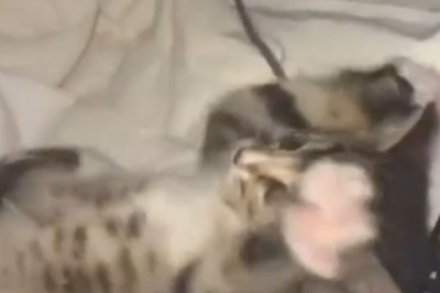 Adorable Kitten Comedy: Funniest Feline Antics Ever!