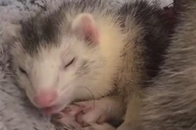 Adorable Sleepy Ferret Naps in the Cutest Way!