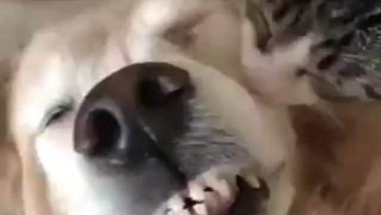 Cat Takes Flight to Meet Dog Friend—You Have to See This!