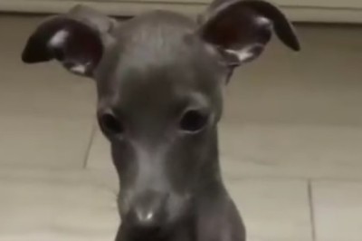 Dog, Big Laughs: Funniest Small Dog Moments!