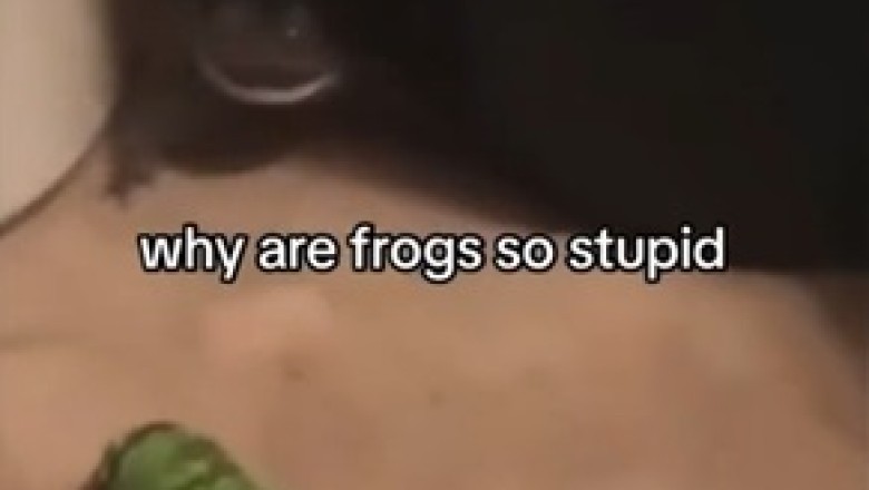 Fascinating World of Frogs and Reptiles: A Must-See Adventure!