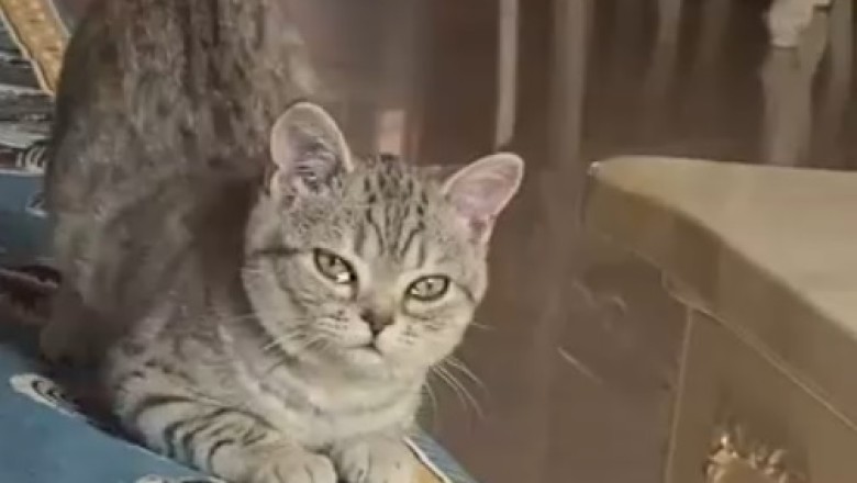 Heartfelt Moment: Sad Cat Tugs at Heartstrings
