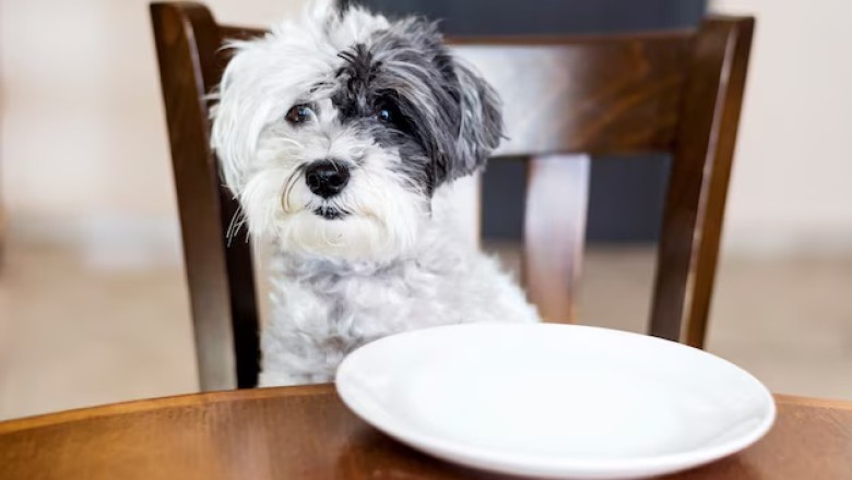 How Many Calories Does a Dog Need? Expert Insights for Optimal Pet Health