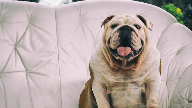 "Is Your Dog Too Fat? Understanding Causes, Dangers, and Nutritional Tips for Healthy Weight