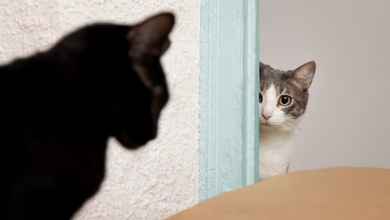 Kitten Returned to Shelter 9 Times: Staff Uncovers Shocking Reason!