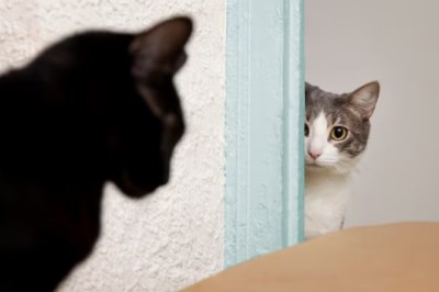 Kitten Returned to Shelter 9 Times: Staff Uncovers Shocking Reason!