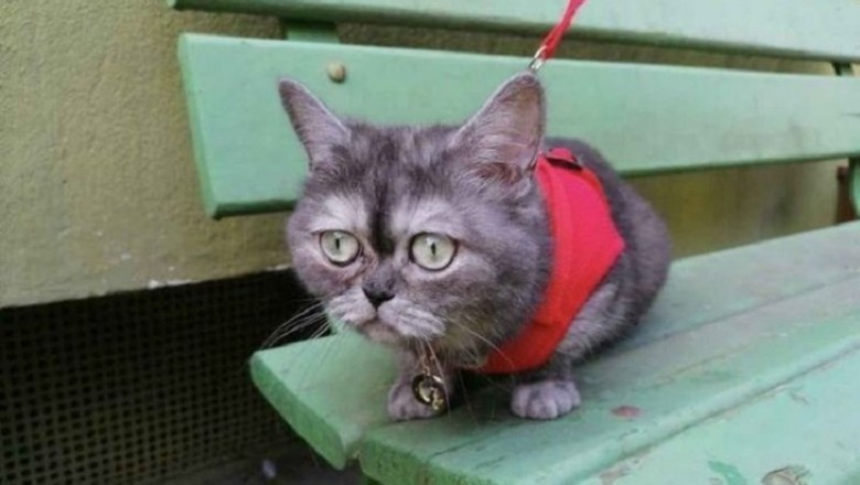 Nobody Wanted This Shelter Cat Because of Her Grumpy Face—Until One Woman Changed Everything!