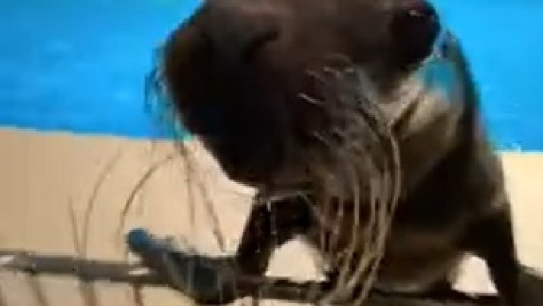 Sea Lion Shows Off Hilarious Dance Moves—A Must-See Performance!