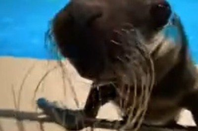 Sea Lion Shows Off Hilarious Dance Moves—A Must-See Performance!