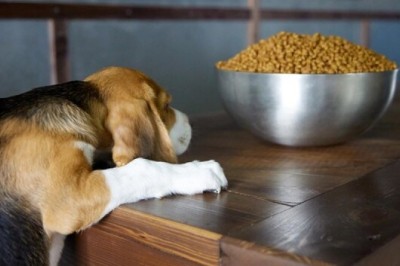 Should My Dog Eat Rice? Insights from the Dog Notebook